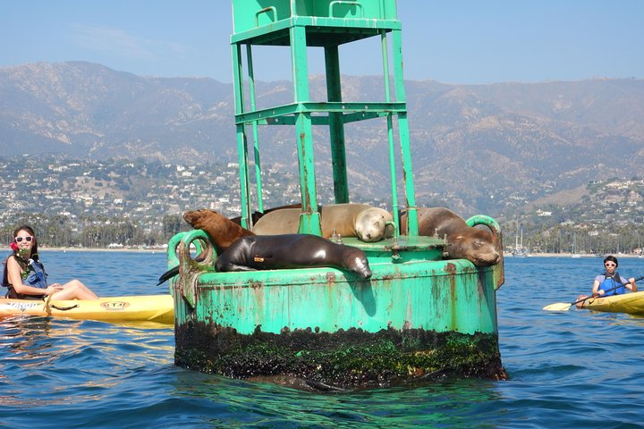 Sea Lion Kayak Tour - Santa Barbara Harbor - Photo 1 of 11